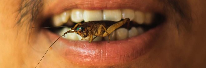 One in five Australians say they’re willing to eat insects